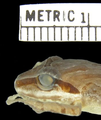 Media type: image; Herpetology A-94492